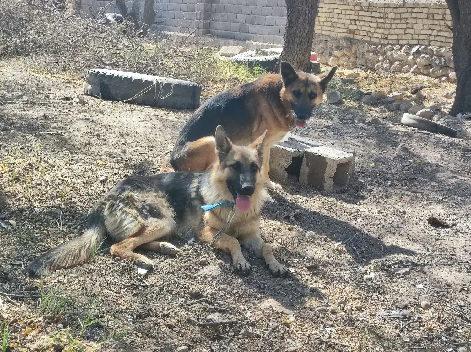 یک جفت سگ ژرمن گم شده|سگ|پاریز, |دیوار