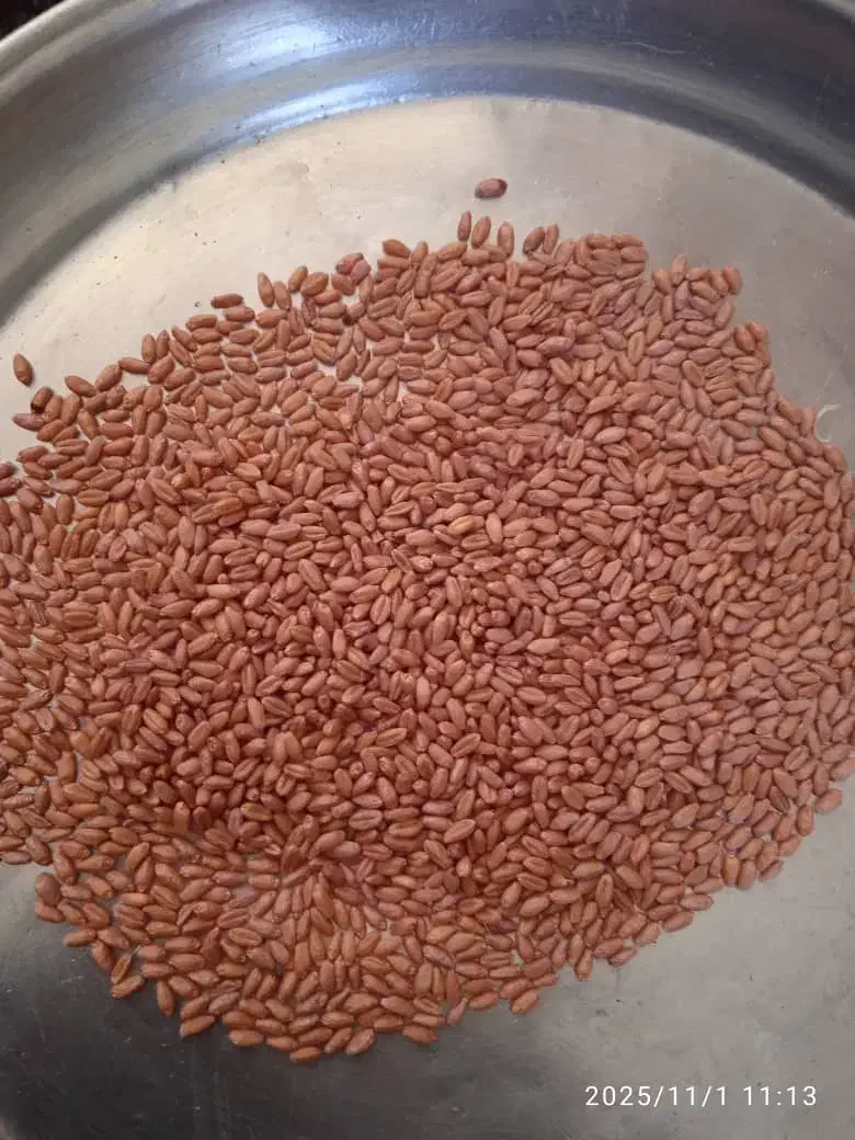 گندم بوجاری برات|خدمات باغبانی و درختکاری|رامشیر, |دیوار