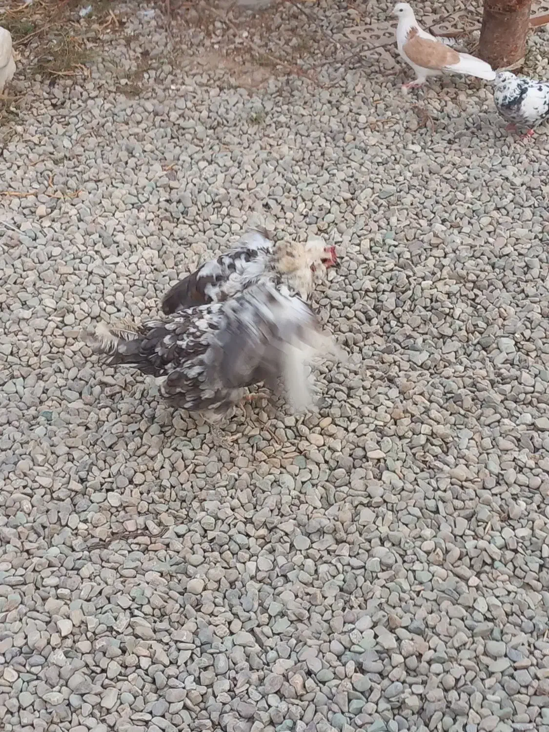 مرغ وخروس|حیوانات مزرعه|رباط‌کریم, شهرک صنعتی ده‌حسن|دیوار