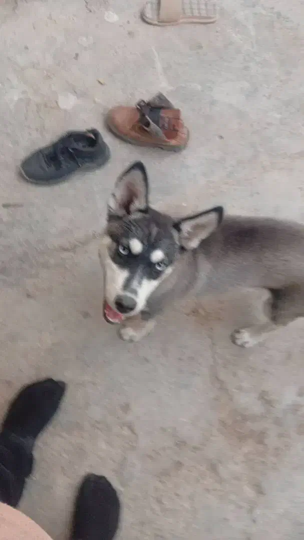 توله هاسکی اصل|سگ|پیشوا, |دیوار