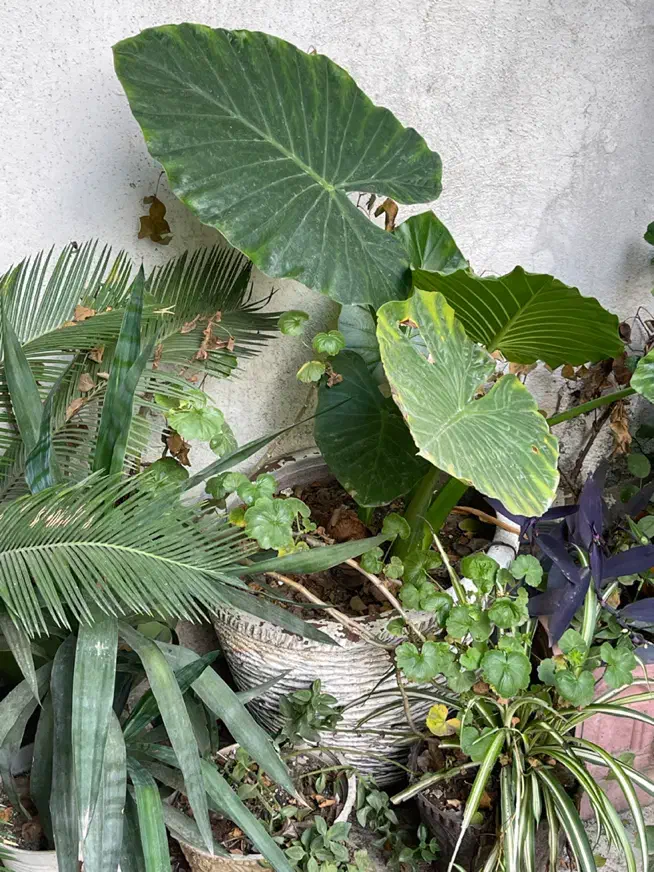 فروش گل و نهال میوه|گل و گیاه طبیعی|رشت, چله خانه|دیوار