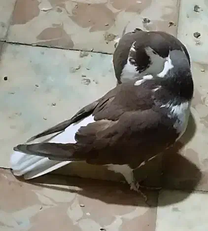 قیرمیزی سیاه ( شیخی ) نقش و جوان نر و ماده|پرنده|تبریز, |دیوار