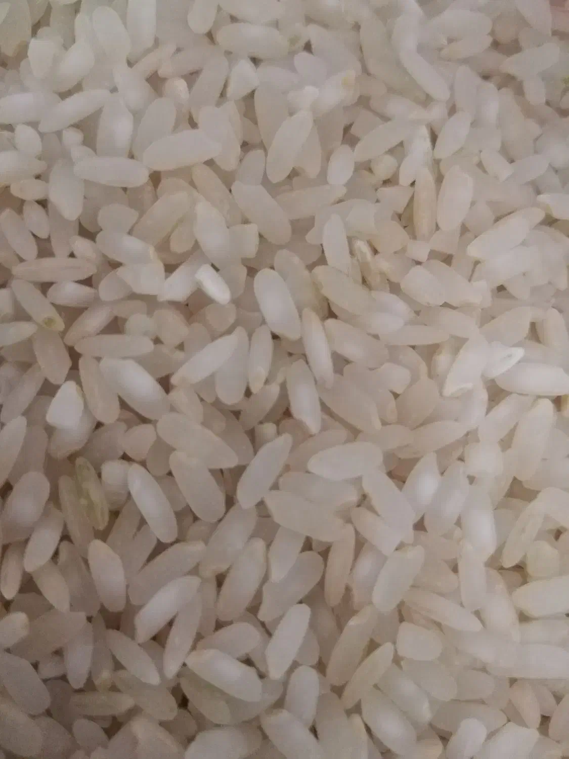 برنج کامفیروزی و فجر نورآبادی|خوردنی و آشامیدنی|شیراز, میانرود|دیوار