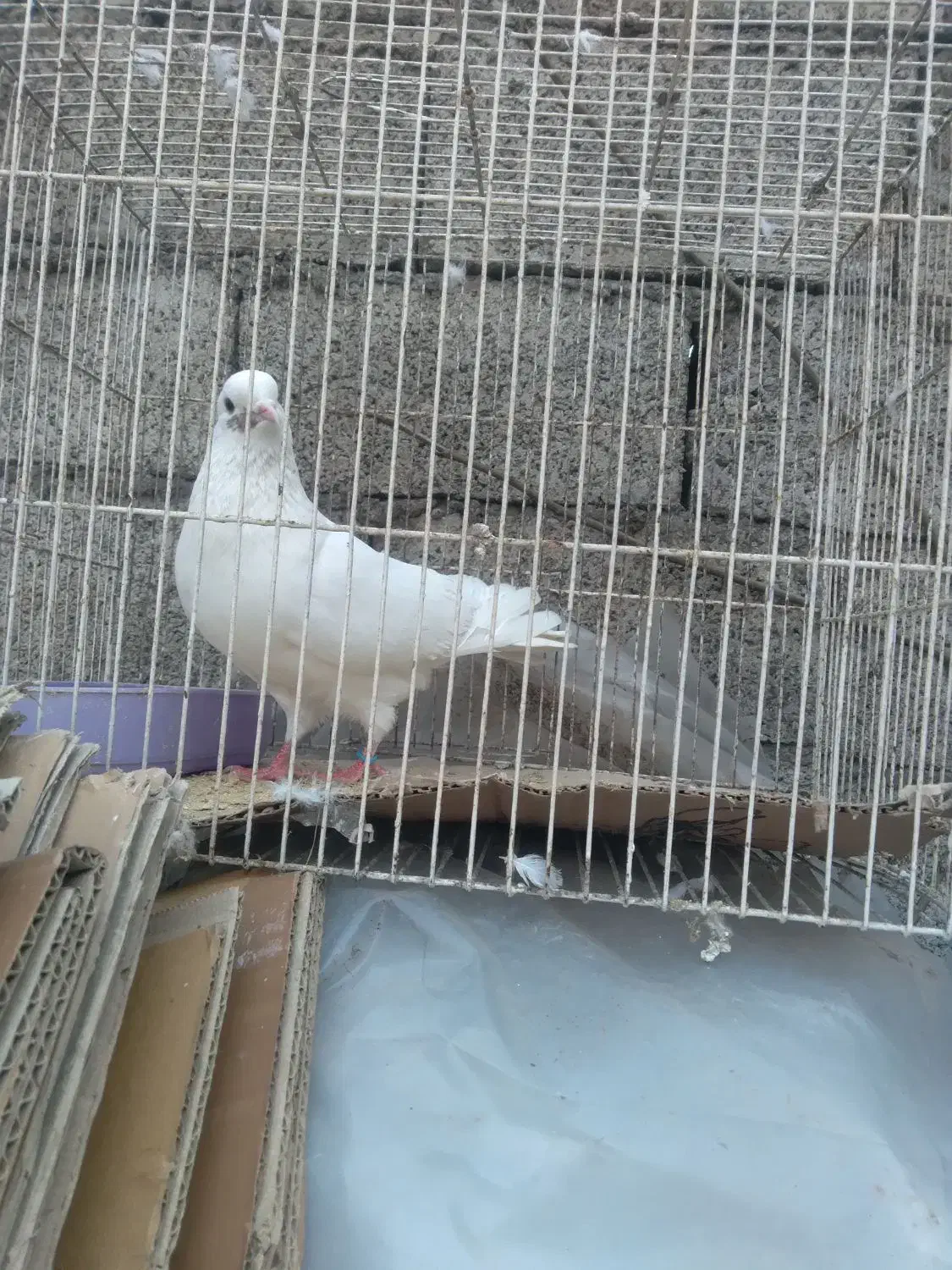 کبوتر|پرنده|رشت, کوی امام رضا|دیوار