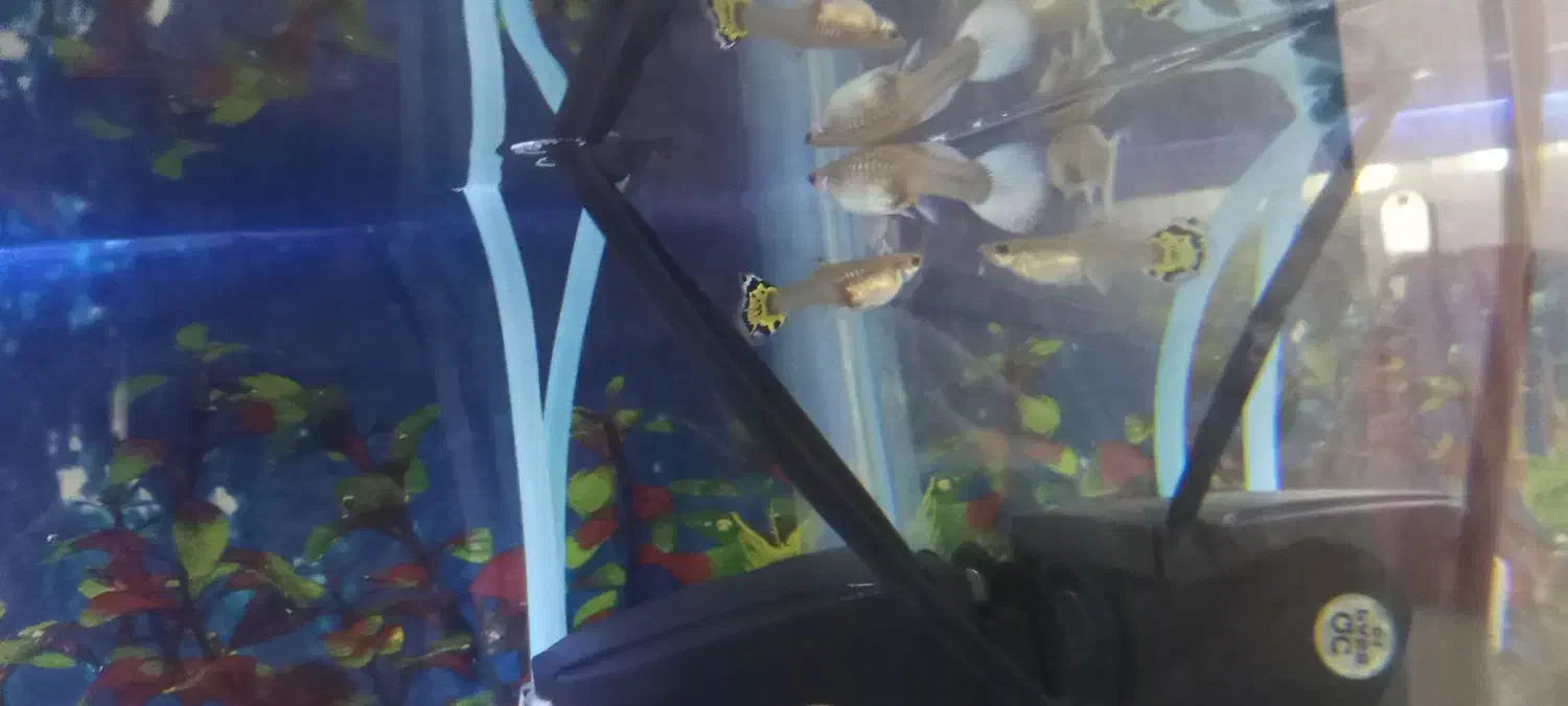 ماهی گوپی|ماهی|پیشوا, |دیوار