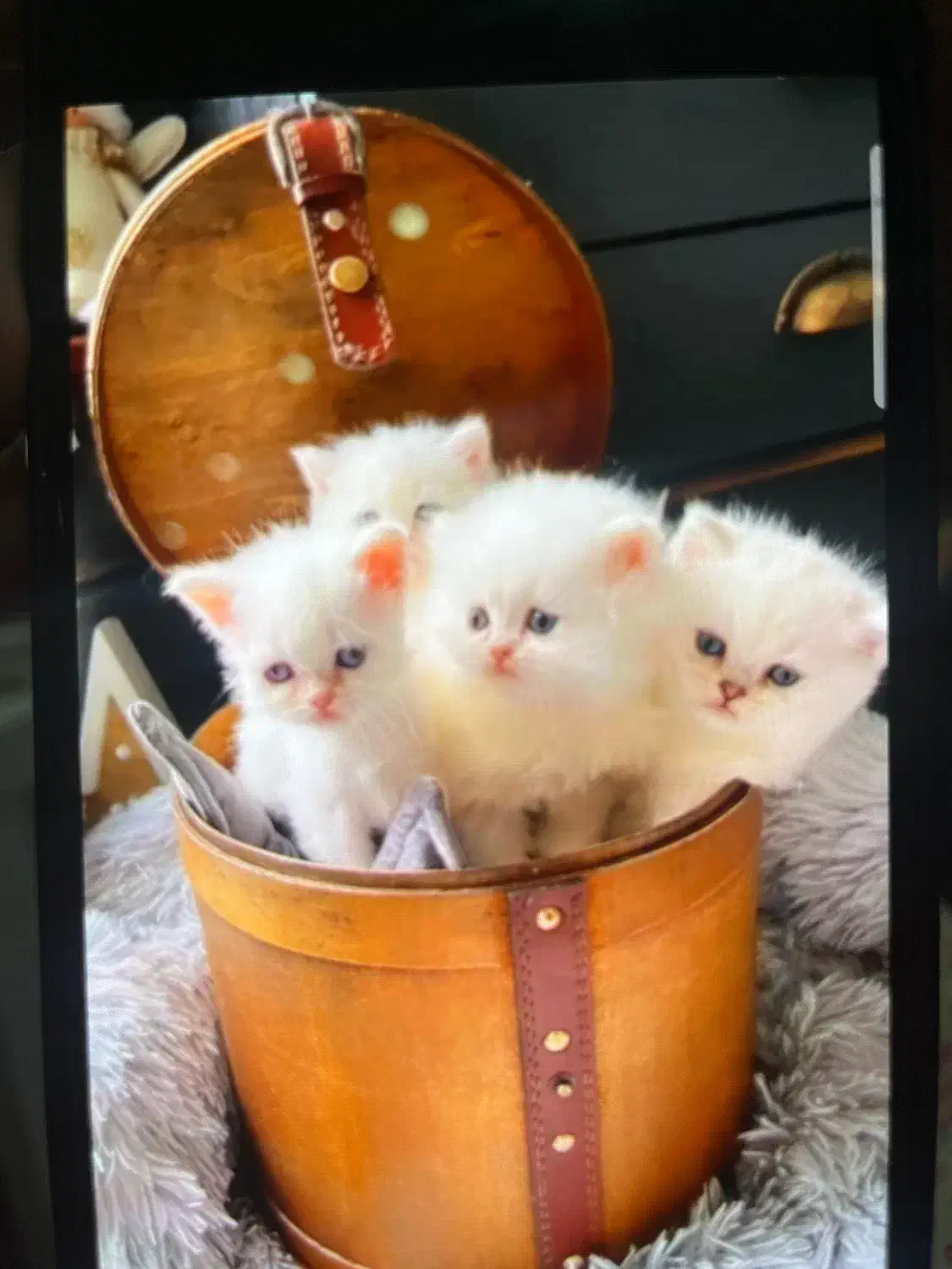 گربه پرشین|گربه|قزوین, |دیوار