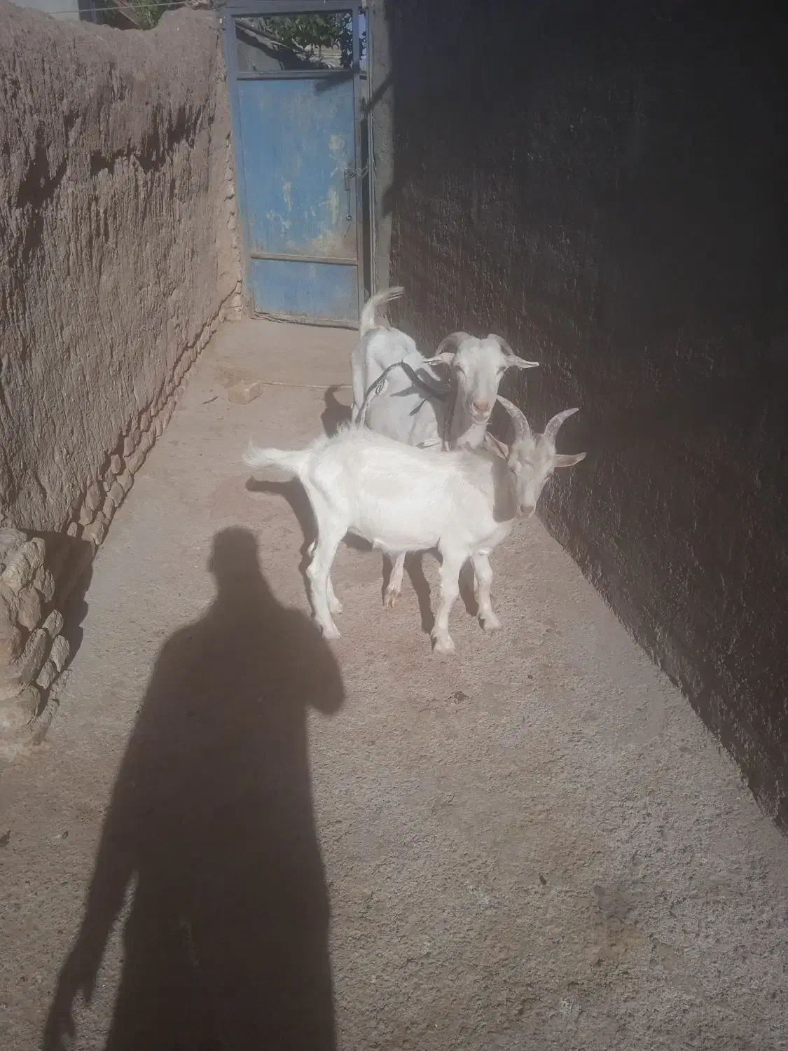 بز سانن دو دندان|حیوانات مزرعه|باخزر, |دیوار