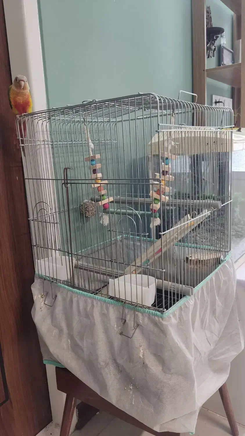 گرین چیک با قفس|پرنده|قم, باغ اشرافی|دیوار