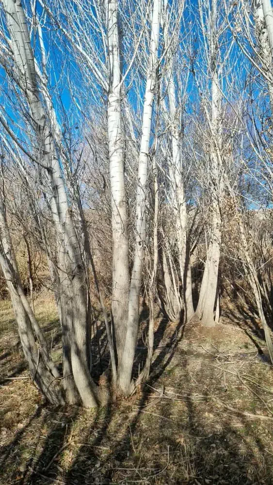 چوب و درخت|خدمات باغبانی و درختکاری|همدان, |دیوار