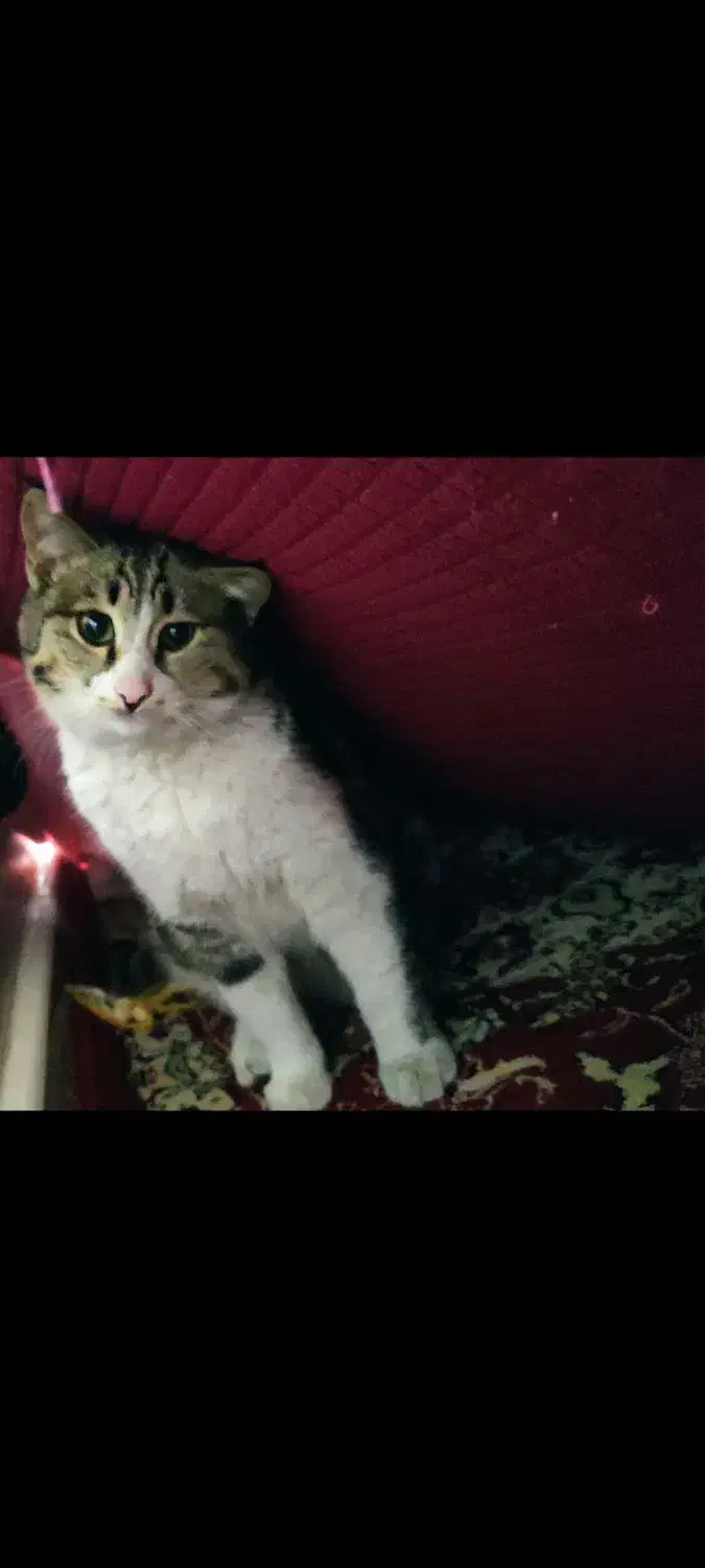 گربه پیدا شده|حیوانات|تبریز, |دیوار