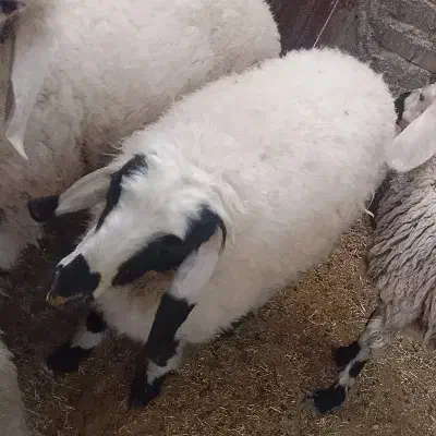 بره نر زنده 10 تومن|حیوانات مزرعه|زابل, |دیوار