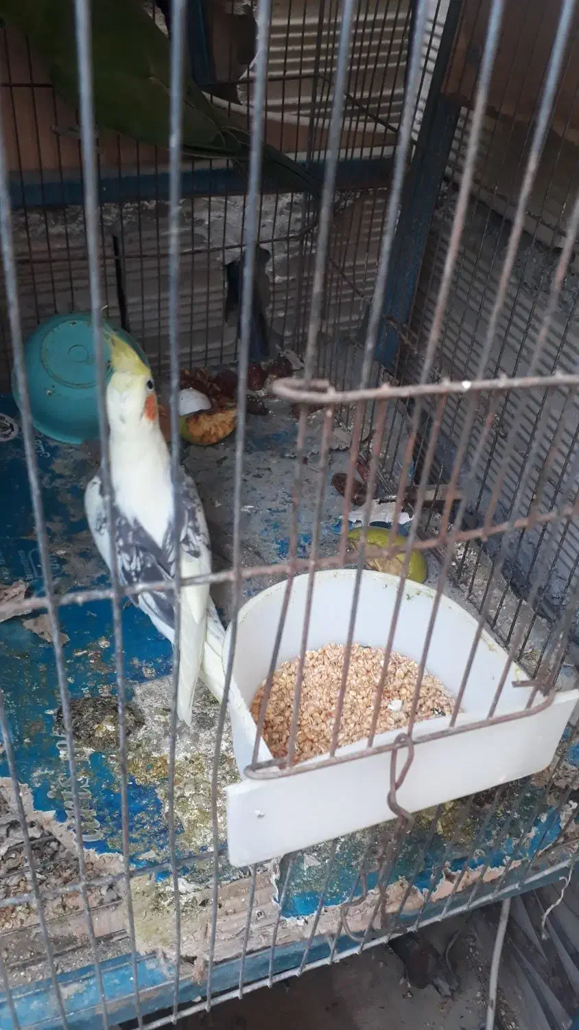 عروسهلندی|پرنده|راسک, |دیوار