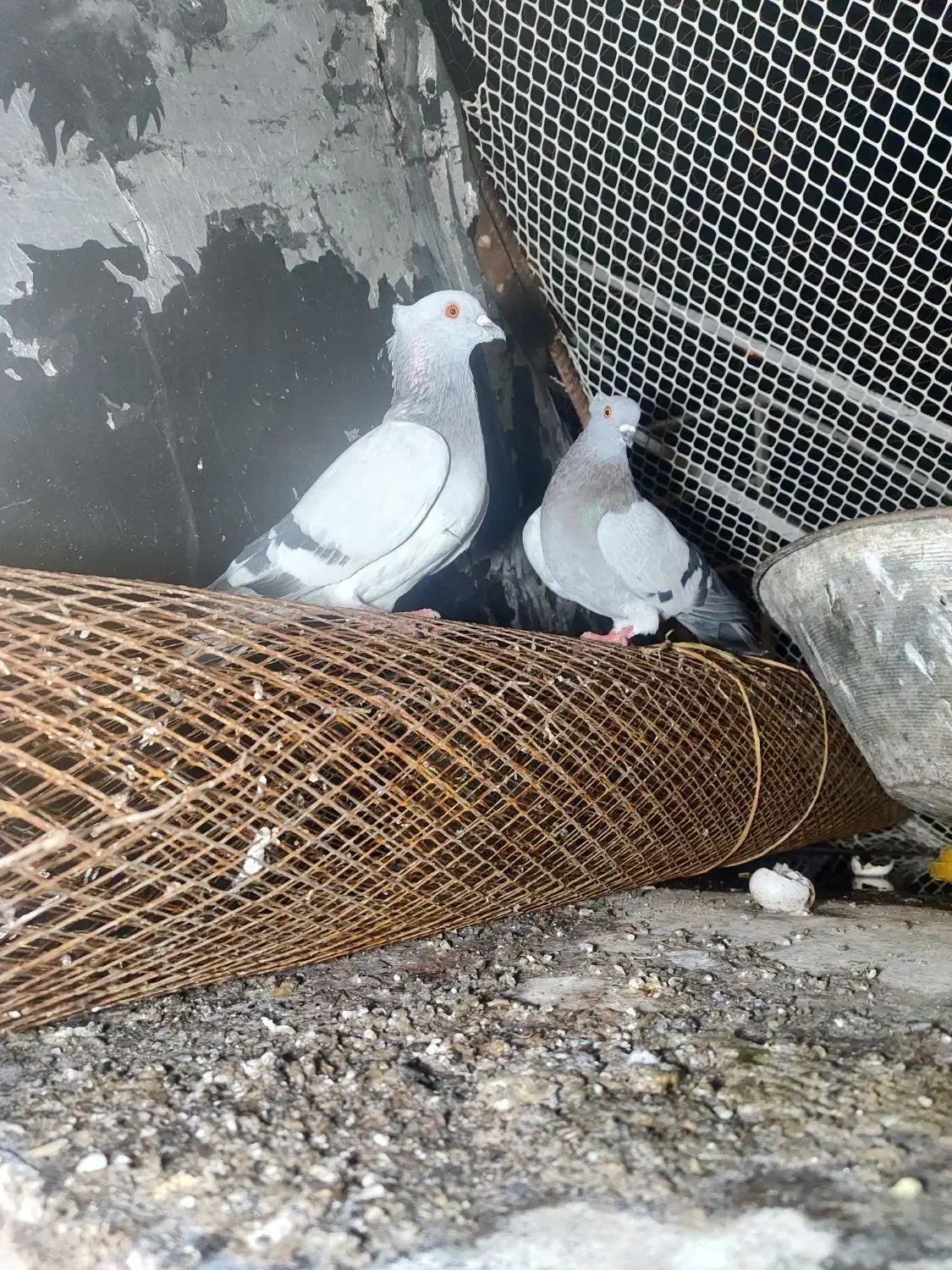 کبوتر سبز|پرنده|بستان آباد, |دیوار