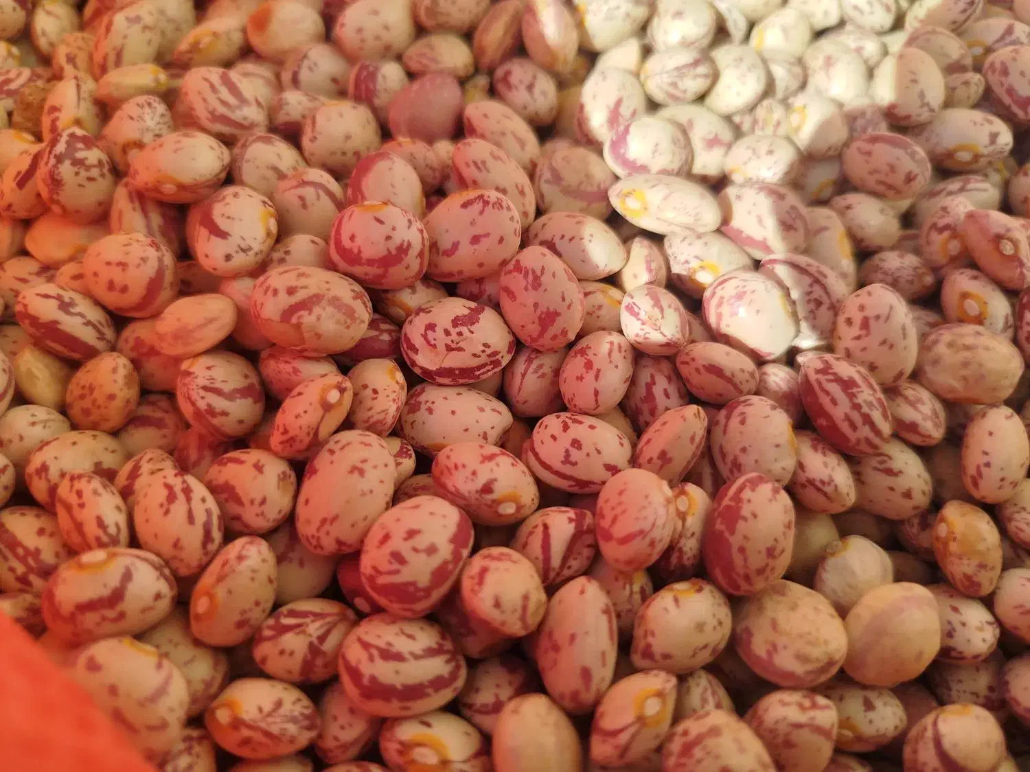 لوبیا چیتی|عمده‌فروشی|بزینه رود, |دیوار