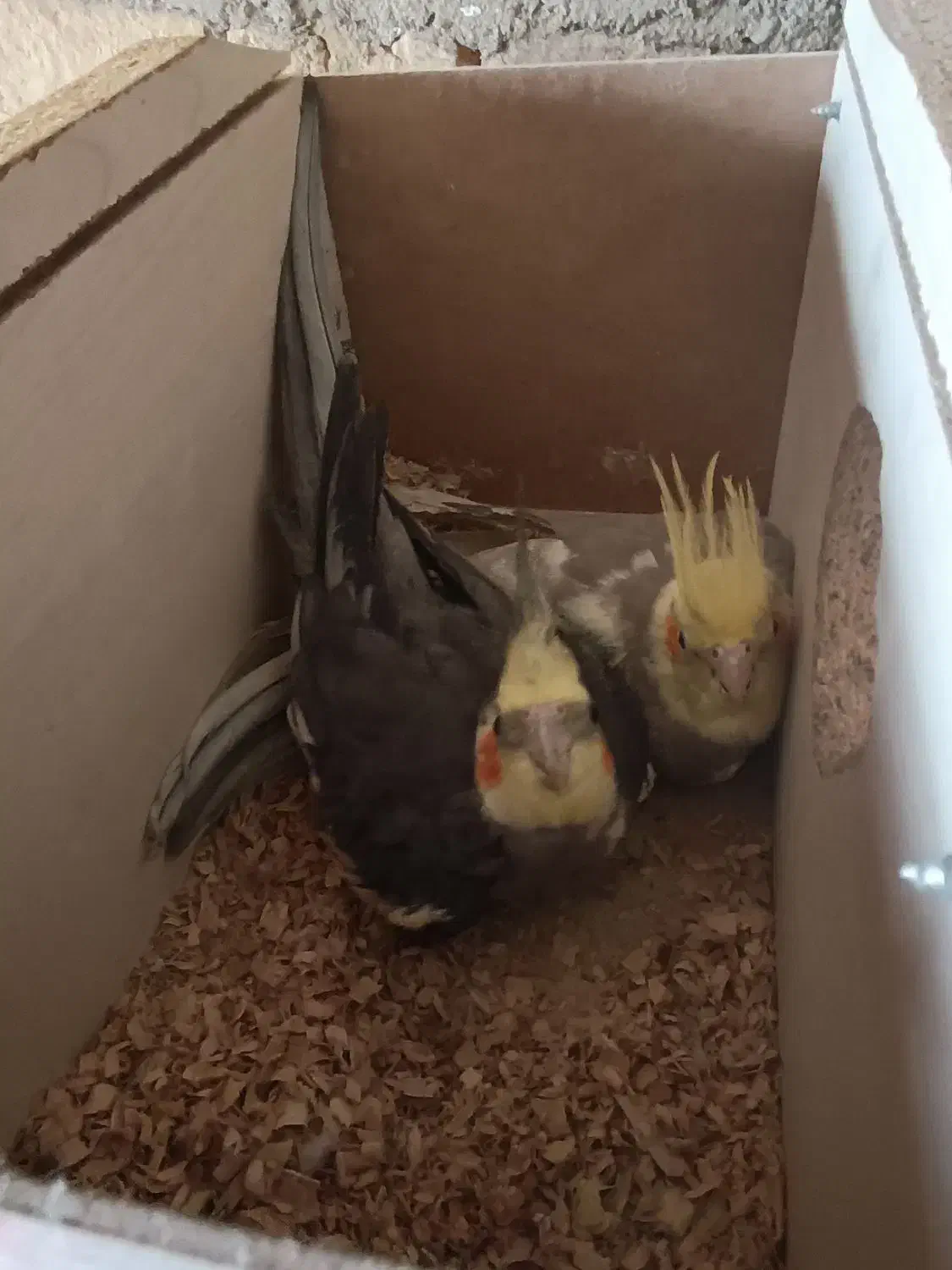 عروس هلندی آماده تخم گذاری|پرنده|سراب, |دیوار