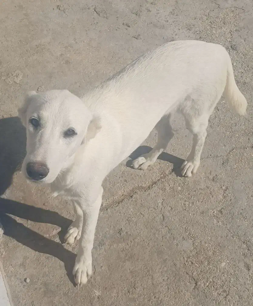 توله سگ ماده 5 ماهه|سگ|بندر ترکمن, |دیوار