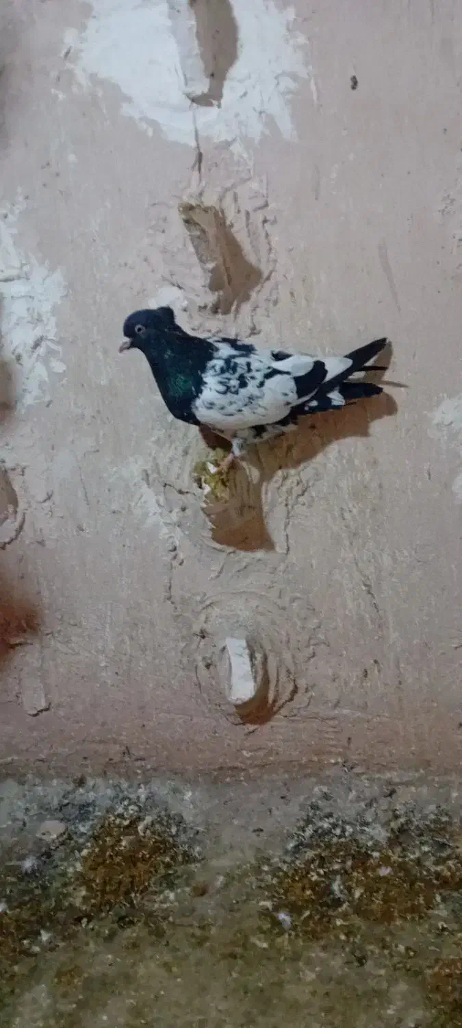 کفتر|پرنده|مشهد, طبرسی شمالی|دیوار