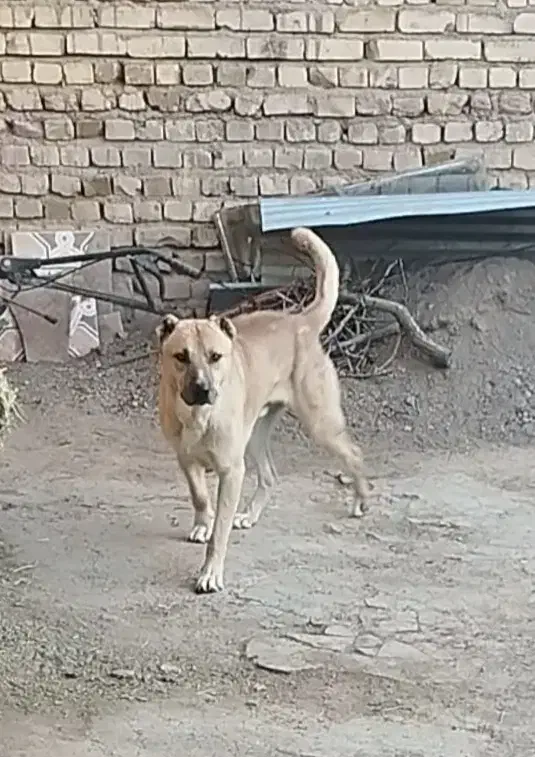 سگ سرابی|سگ|تاکستان, |دیوار