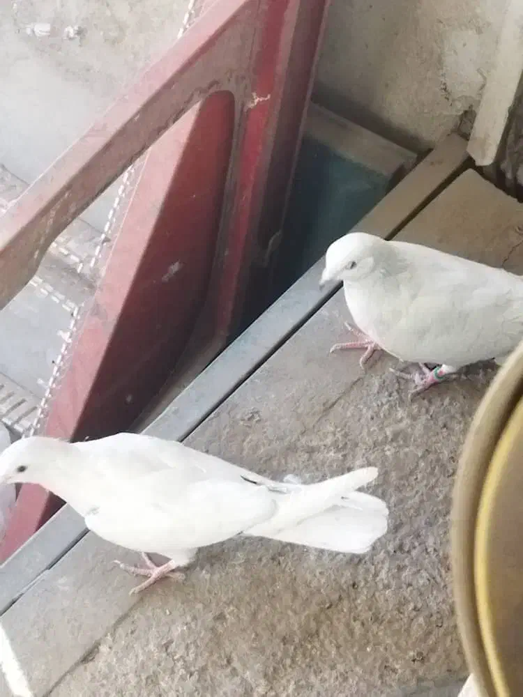 کبوتر کفتر|پرنده|کرج, کوی امامیه|دیوار