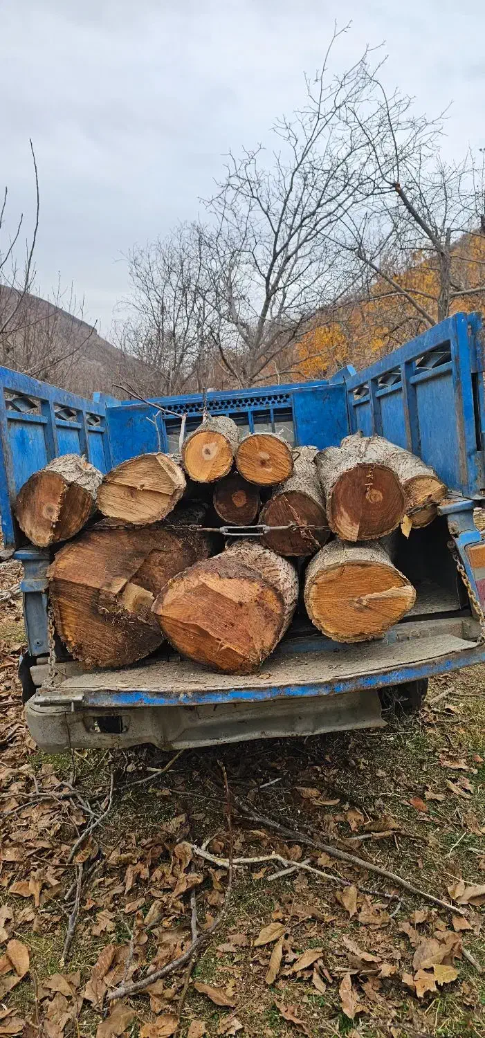 خرید چوب|خدمات باغبانی و درختکاری|مشهد, هفت تیر (آب و برق)|دیوار