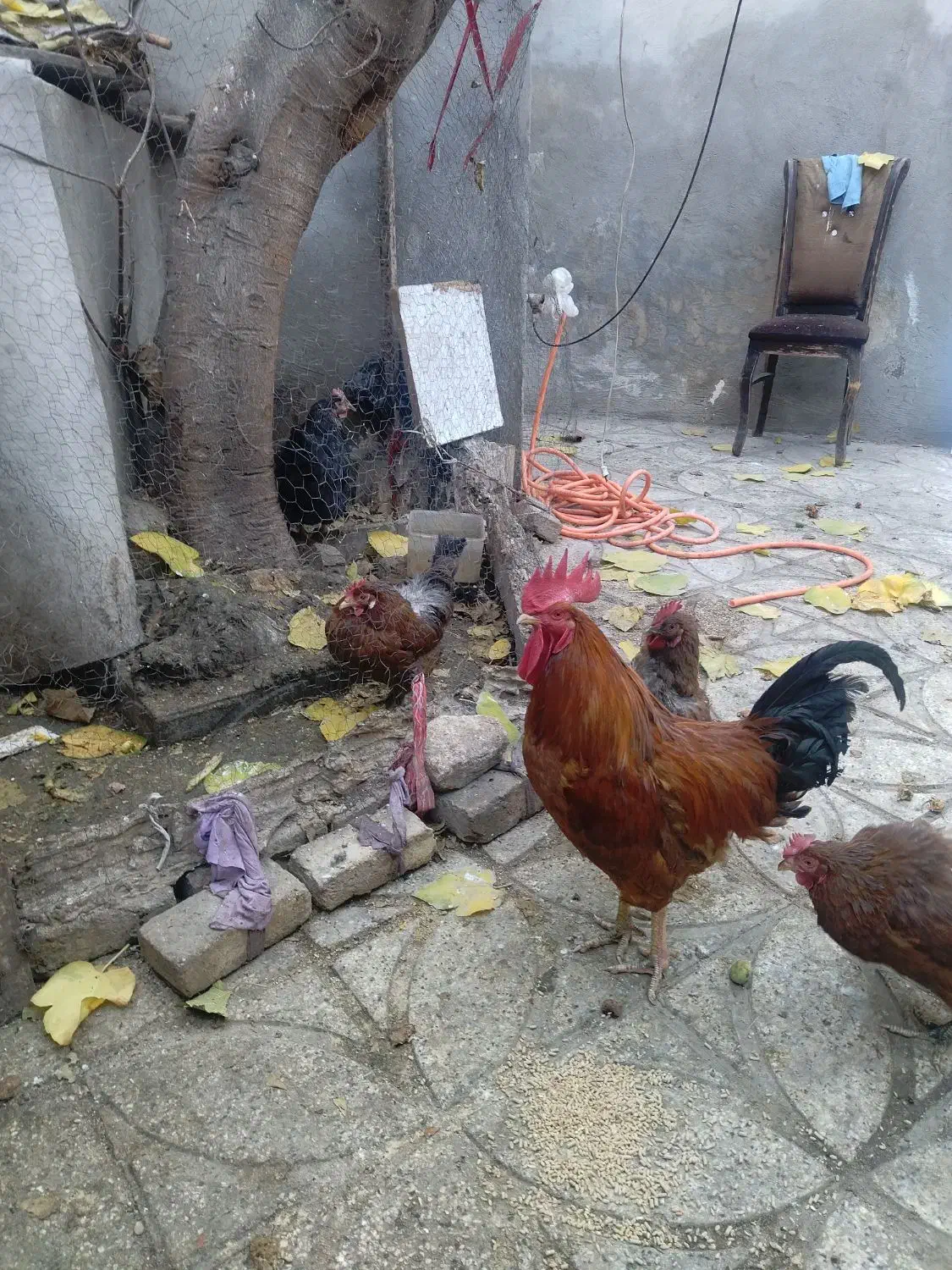 مرغ و خروس رسمی تخم گزار فروش فوری|حیوانات مزرعه|قرچک, داوود آباد|دیوار