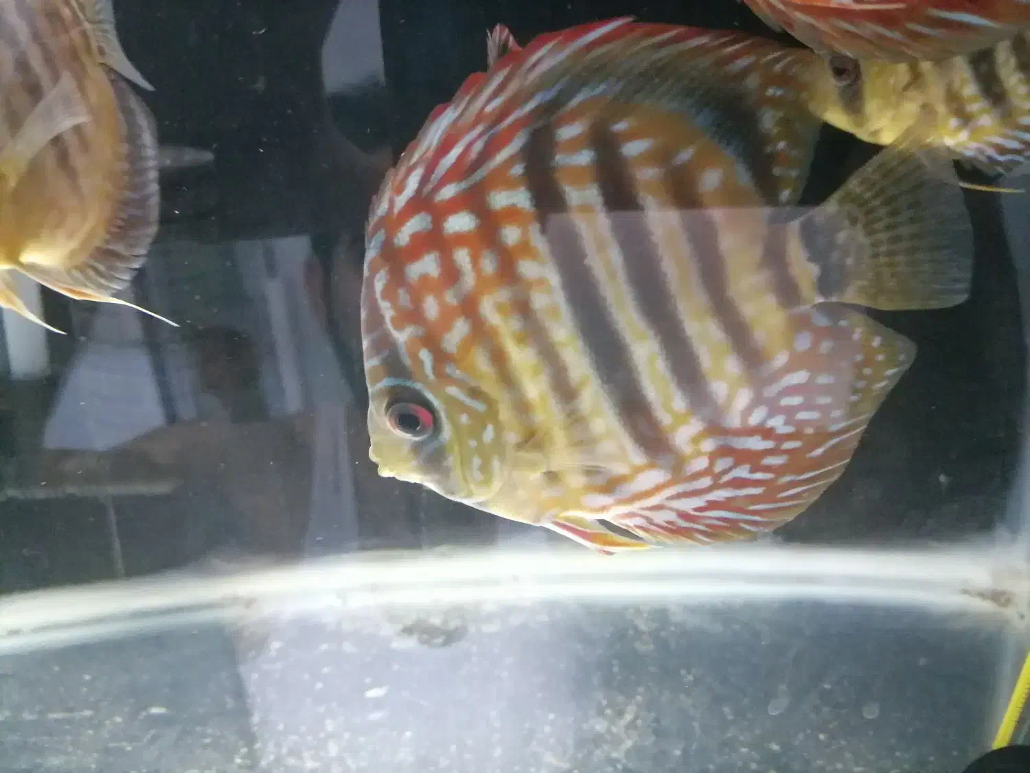 دیسکس نژاد وحشی|ماهی|تهران, جوادیه|دیوار