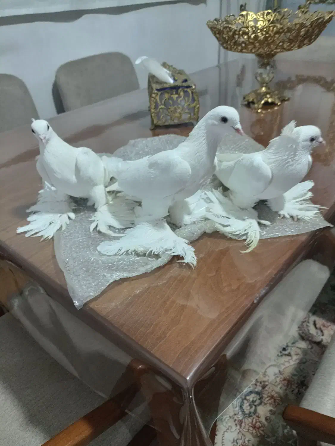 کفتر پاپر|پرنده|تبریز, |دیوار