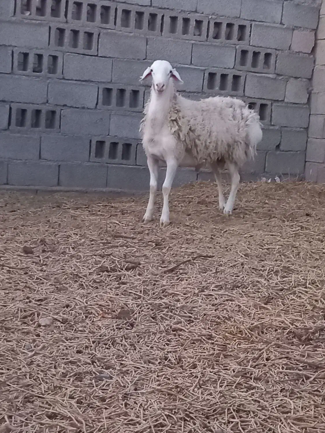 ۳۵،۰۰۰۰۰|حیوانات مزرعه|زهان, |دیوار