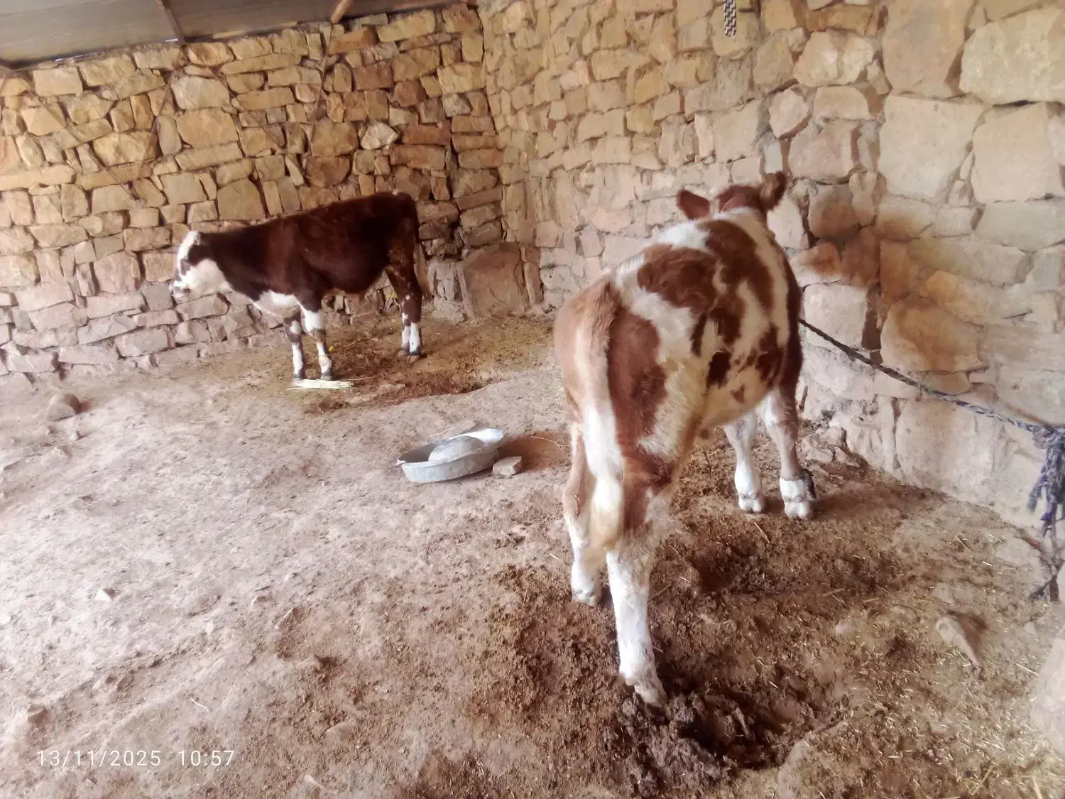 گوساله|حیوانات مزرعه|لالی, |دیوار