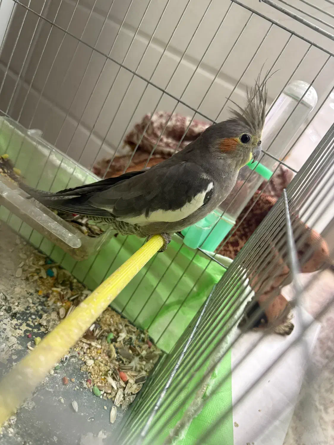 عروس هلندی|پرنده|تنکمان, |دیوار