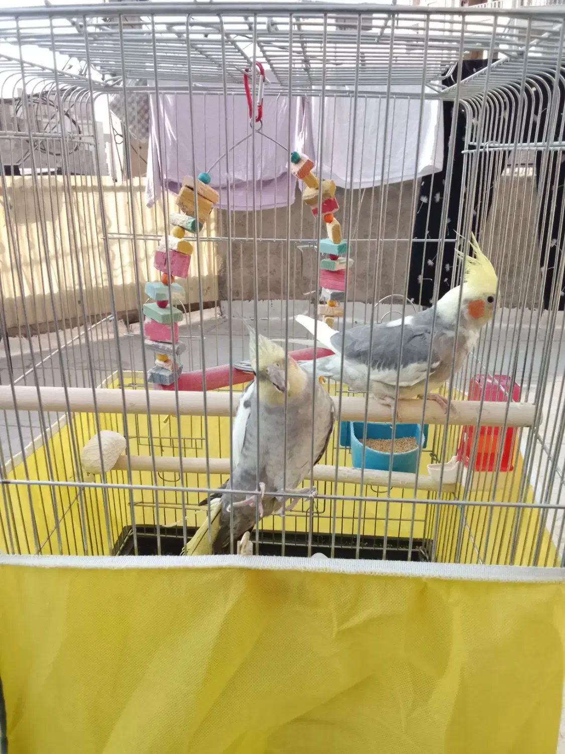 عروس هلندی|پرنده|پاکدشت, پاکدشت (مامازند)|دیوار