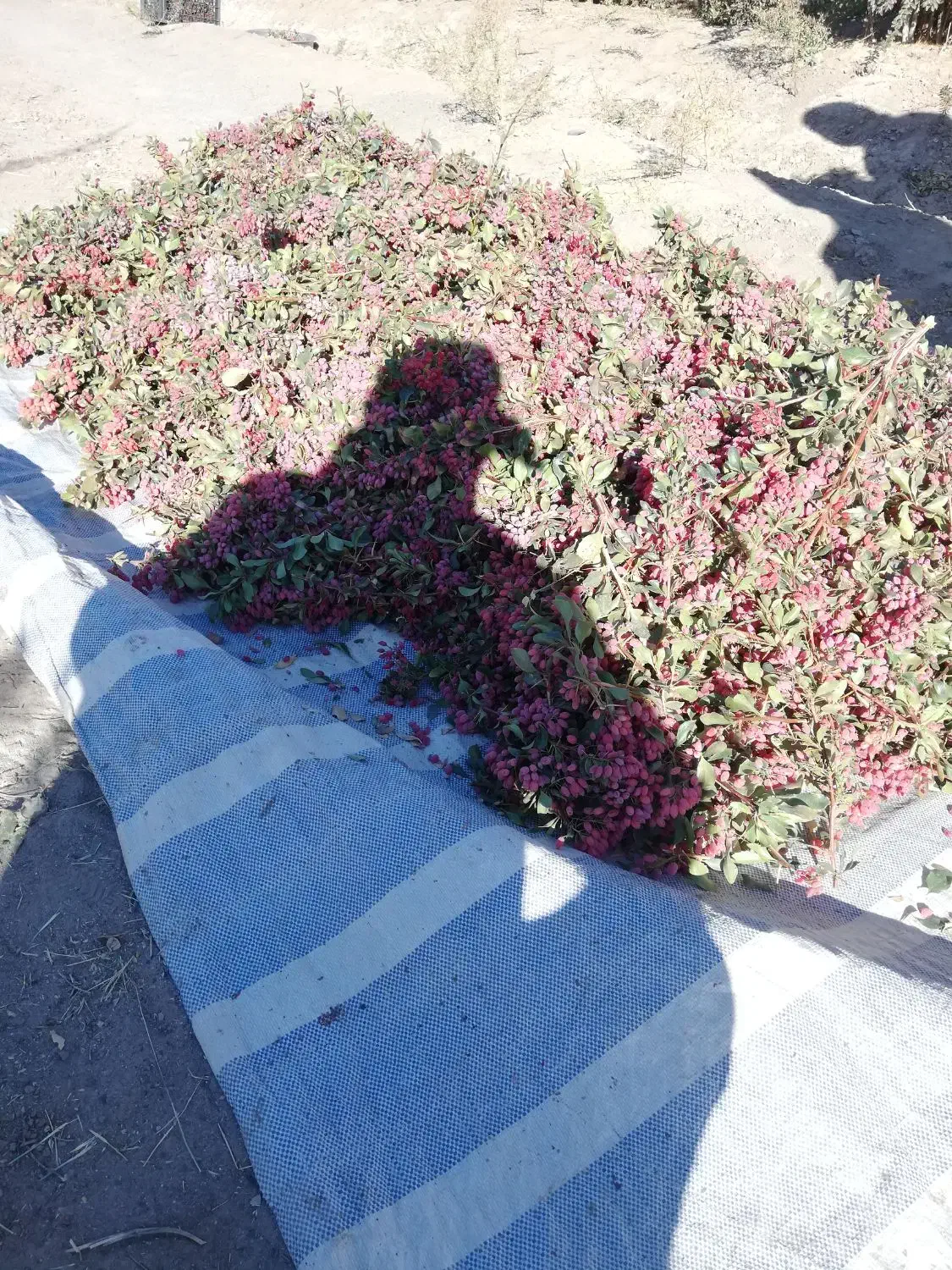 زرشک تازه چیده شده|خوردنی و آشامیدنی|جلگه ماژان, |دیوار