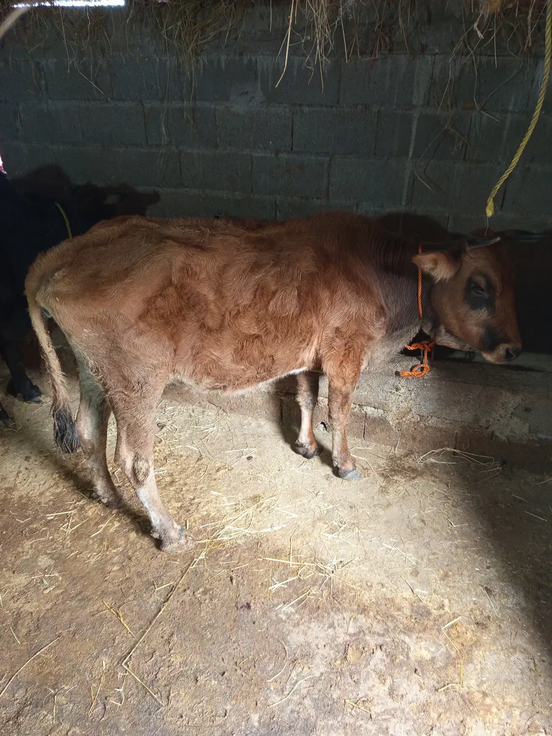 2عدد گاو|حیوانات مزرعه|تالش, تالش|دیوار