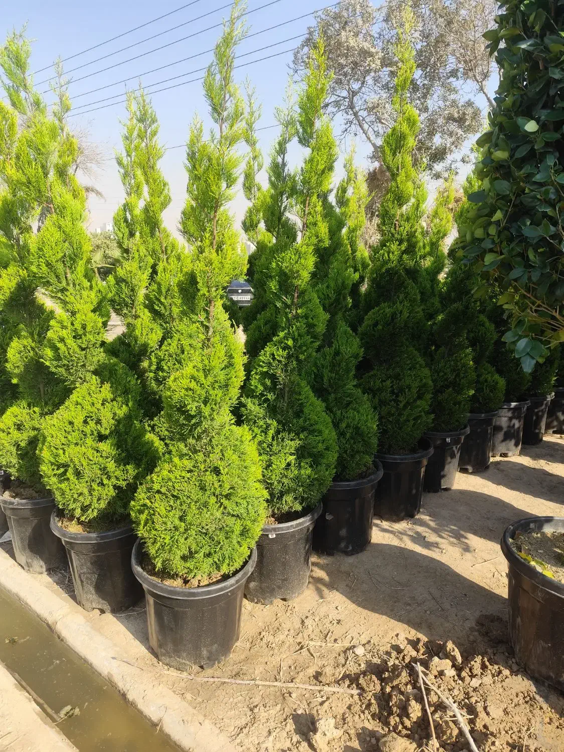 جابه جایی درخت محوطه و اجرای فضای سبز|خدمات باغبانی و درختکاری|ری, شهرک نظامی|دیوار