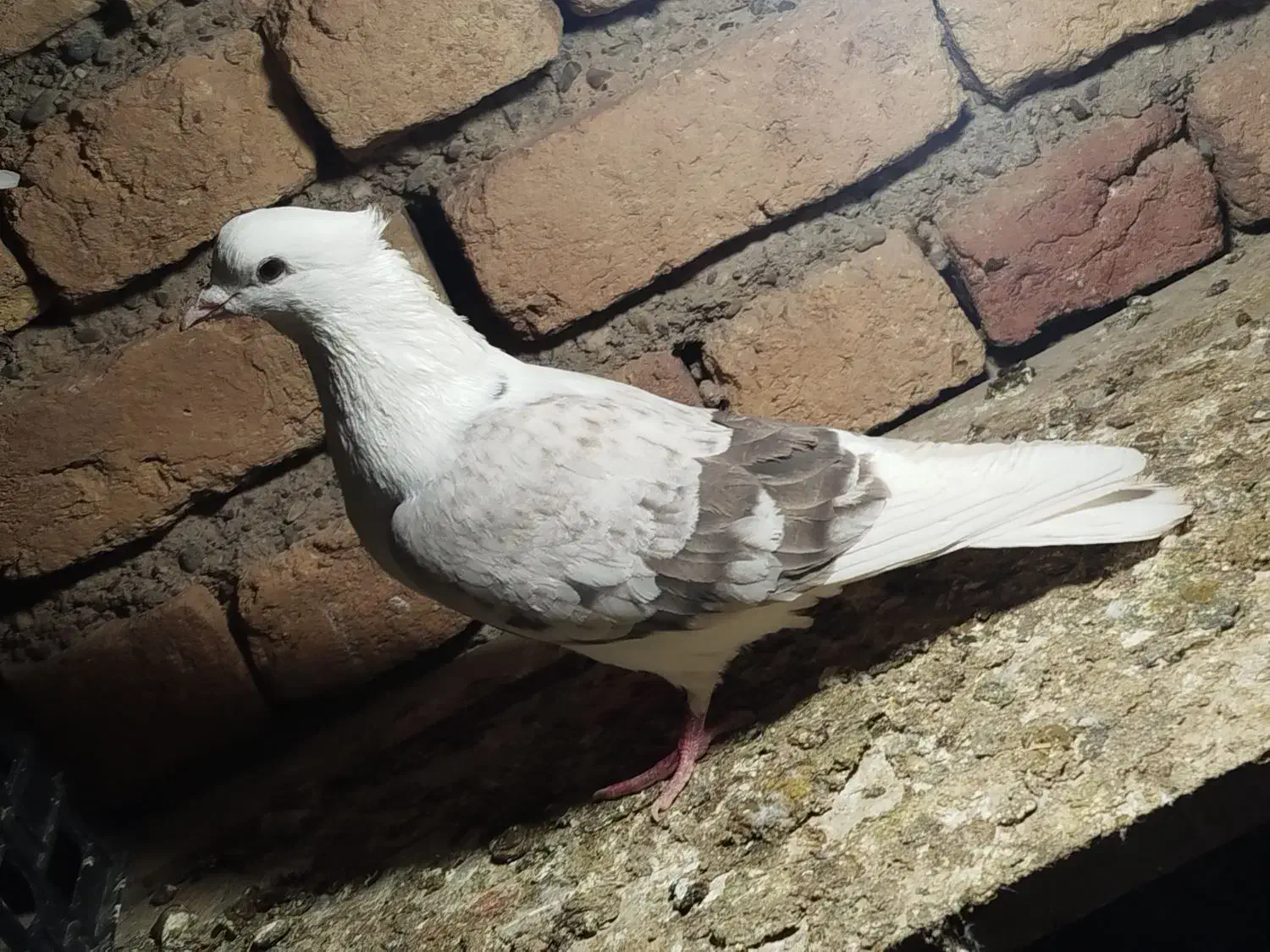 کفتر|پرنده|دهگلان, |دیوار