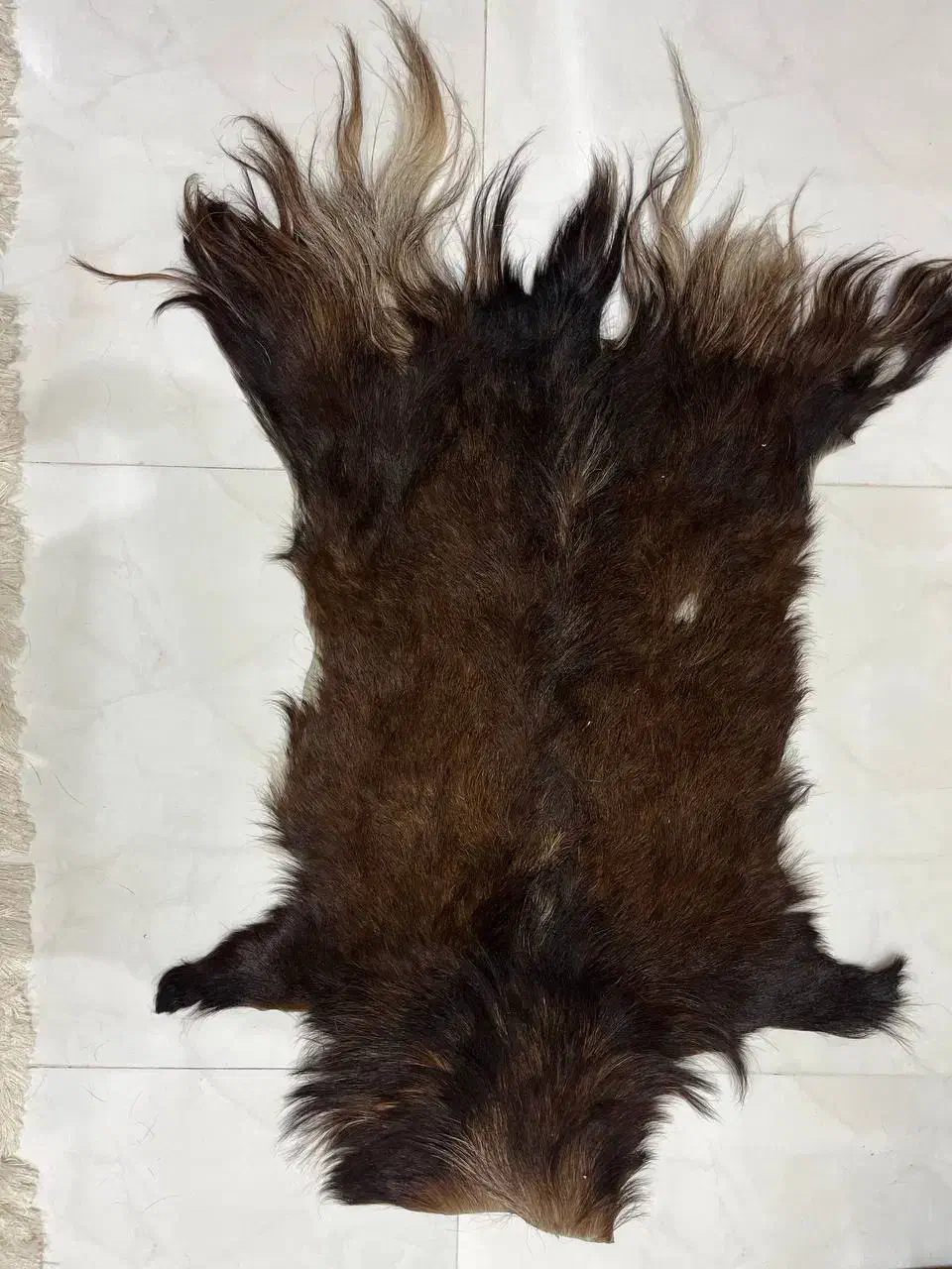 پادری|پادری|مشهد, سرافرازان|دیوار