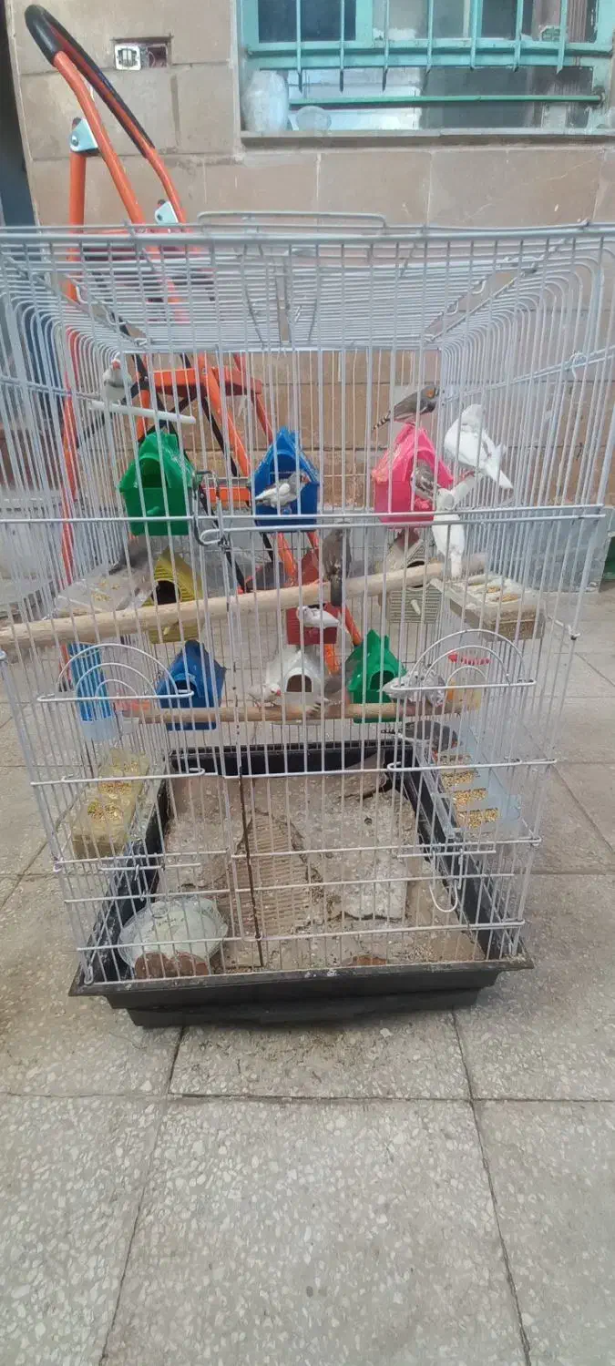 فنج|پرنده|سبزوار, اسلام آباد|دیوار