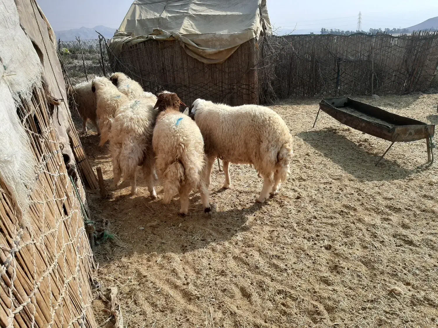 برەنر|حیوانات مزرعه|گچی, |دیوار