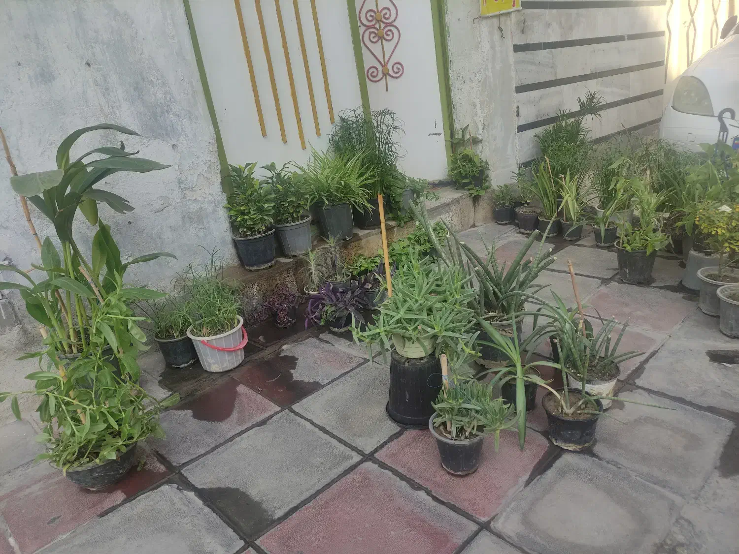 فروش گل اپارتمانی از ۳۰ تا ۱۶۰|گل و گیاه طبیعی|قدس, شهر‌قدس|دیوار