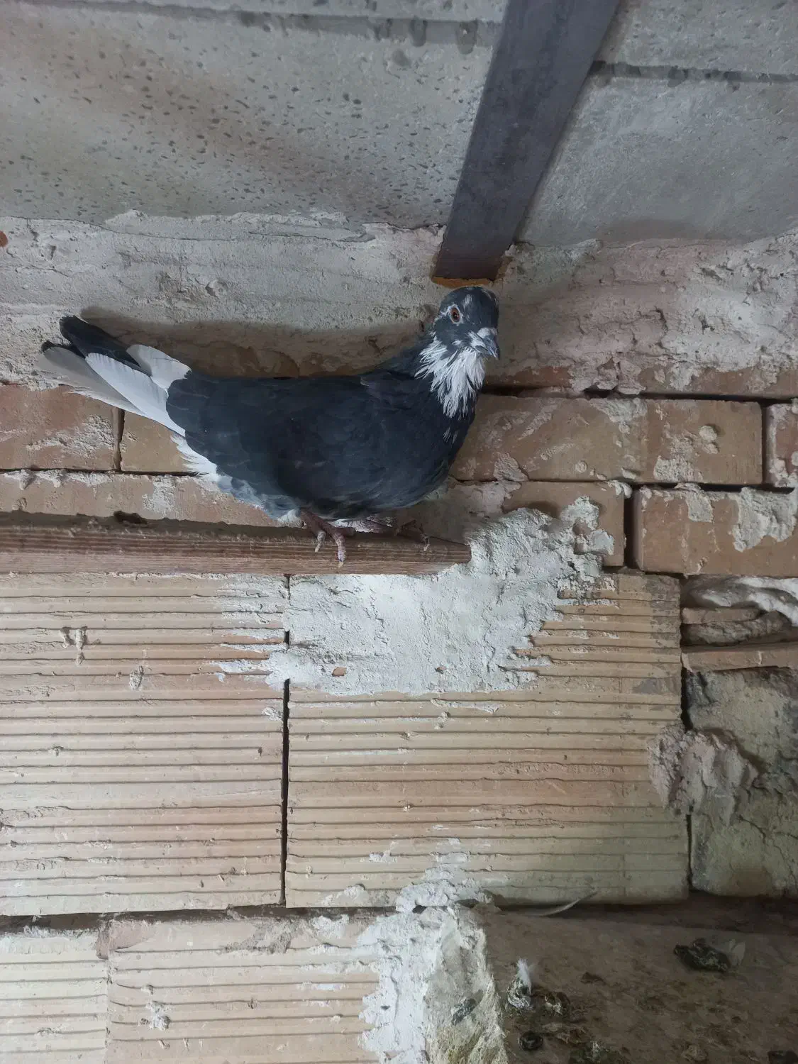 کبوتر ماده|پرنده|نسیم‌شهر, |دیوار