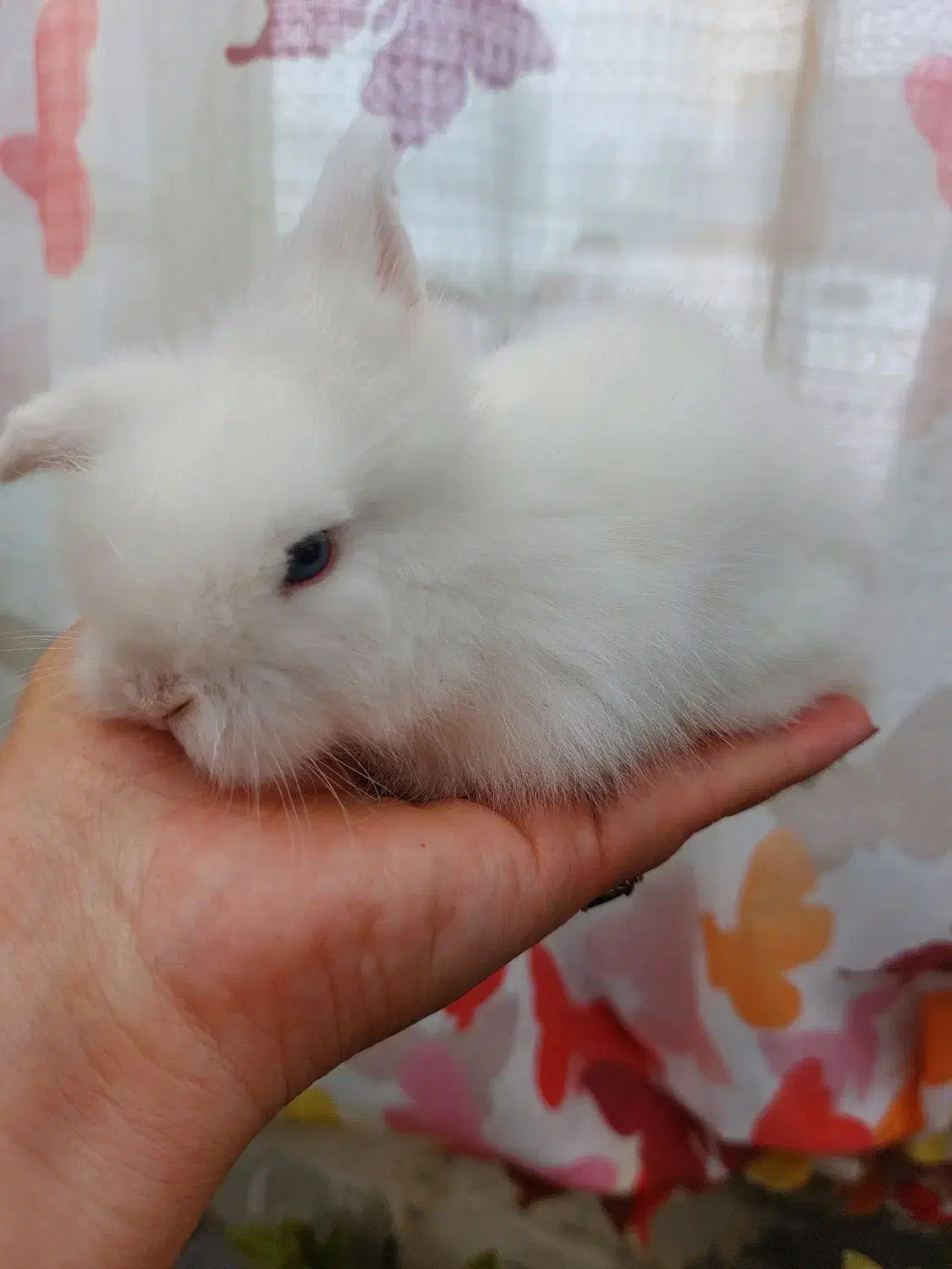 خرگوش های لوپ بسیار زیبای «هلندی،اوکراینی،آنگورا»|موش و خرگوش|نمین, |دیوار