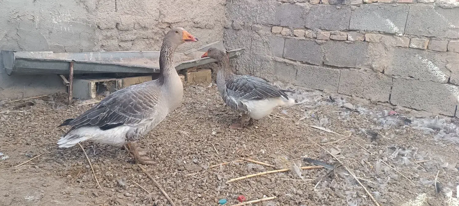 قاز|حیوانات مزرعه|کرباسک, |دیوار