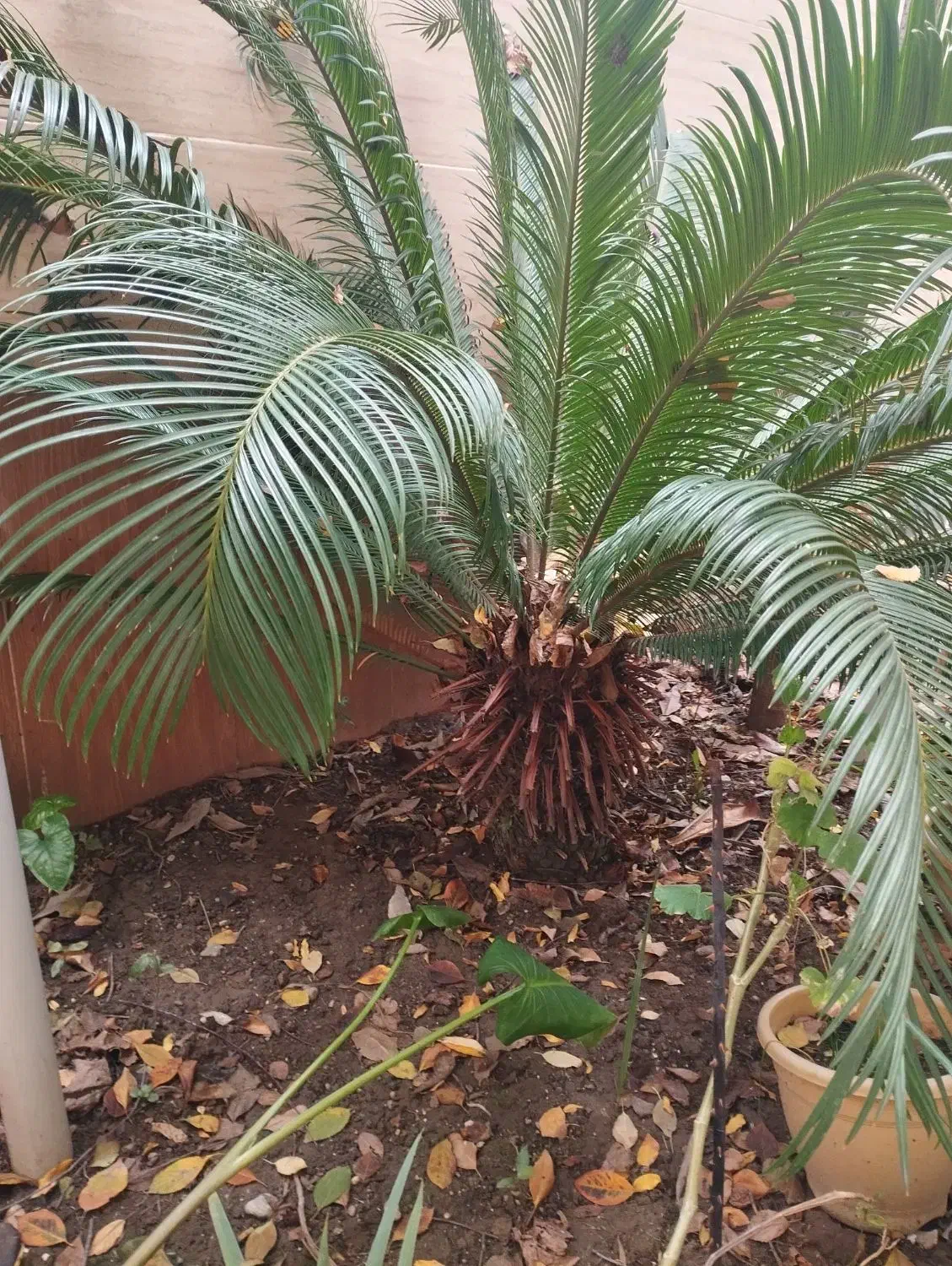 گل سکاس|گل و گیاه طبیعی|بابل, |دیوار