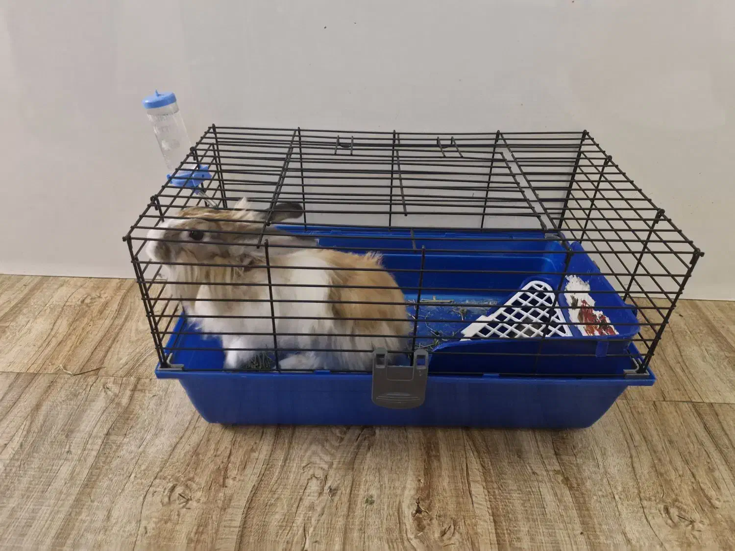 خرگوش رایگان|موش و خرگوش|فردیس, شهرک هفده شهریور|دیوار