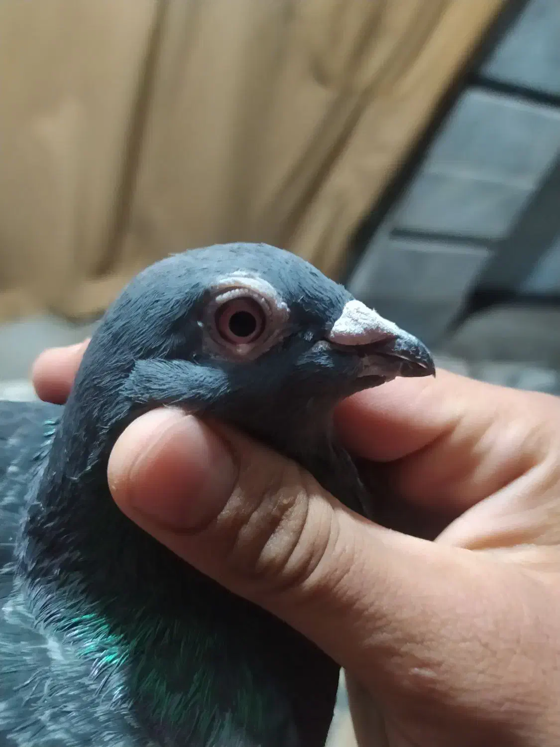 کبوتر مگس نر مست|پرنده|زاهدان, |دیوار