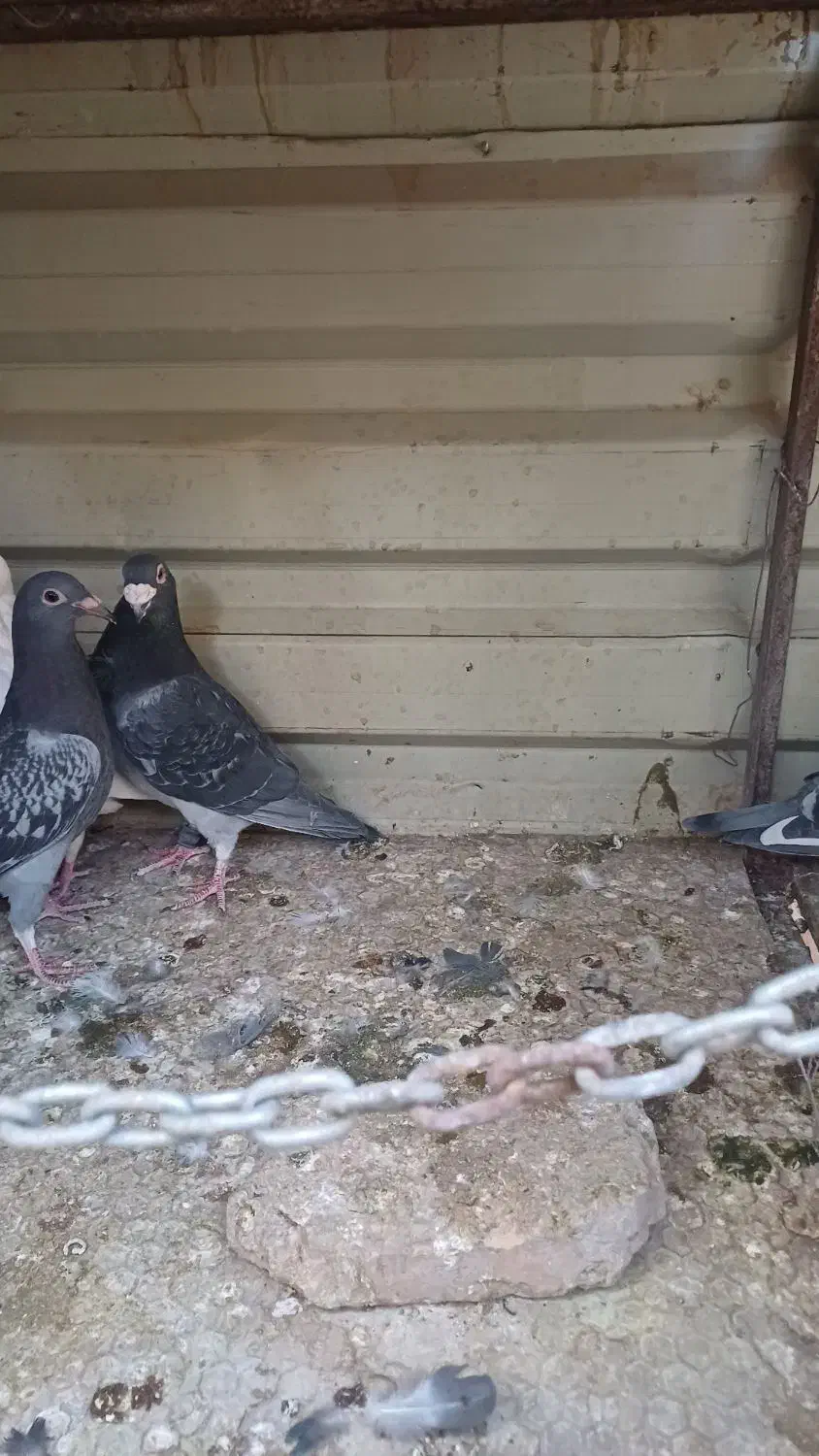 پولکی مگسی درست|پرنده|بیرجند, |دیوار