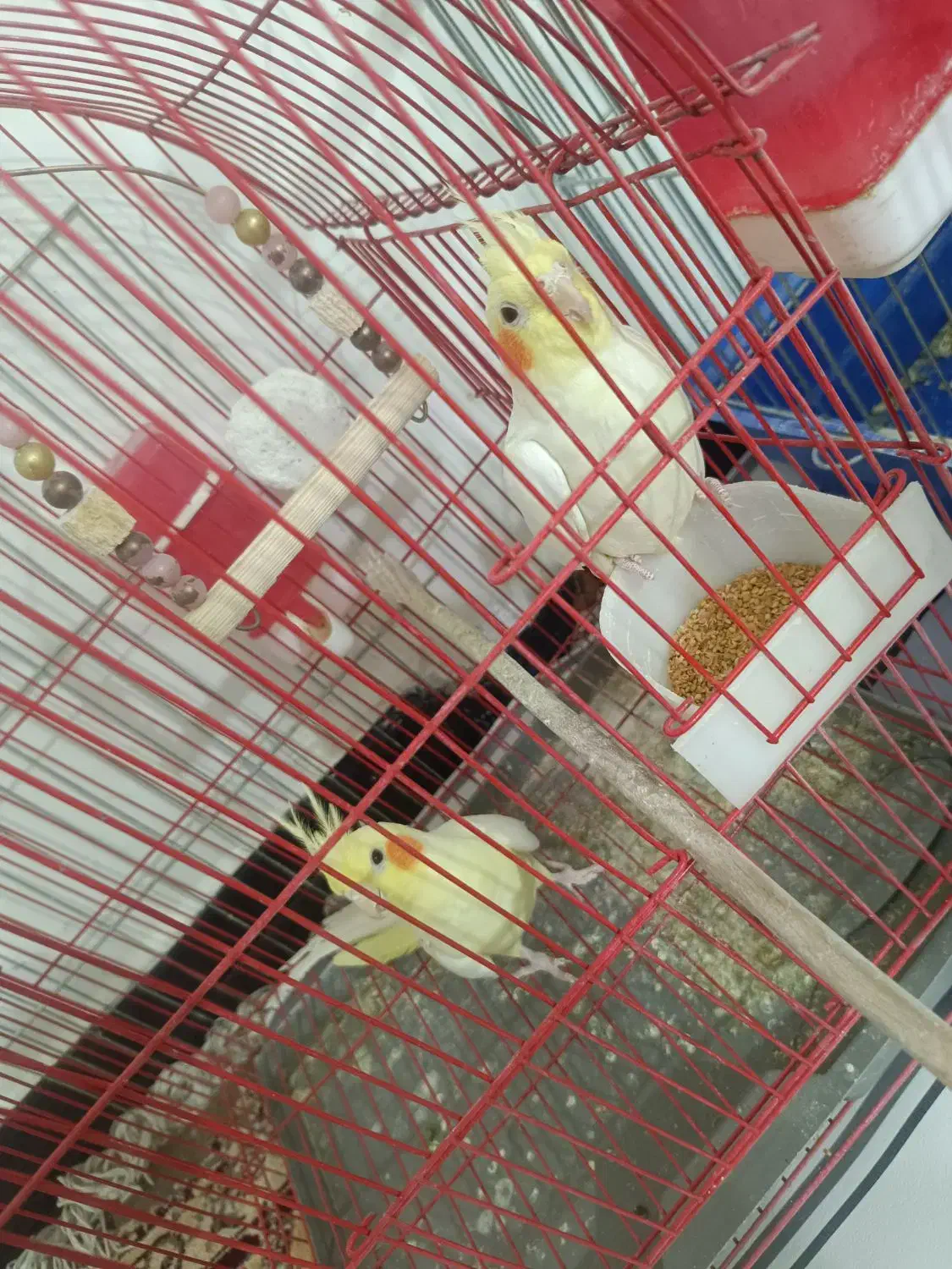 دوعدد عروس هلندی نر و ماده|پرنده|نورآباد, |دیوار