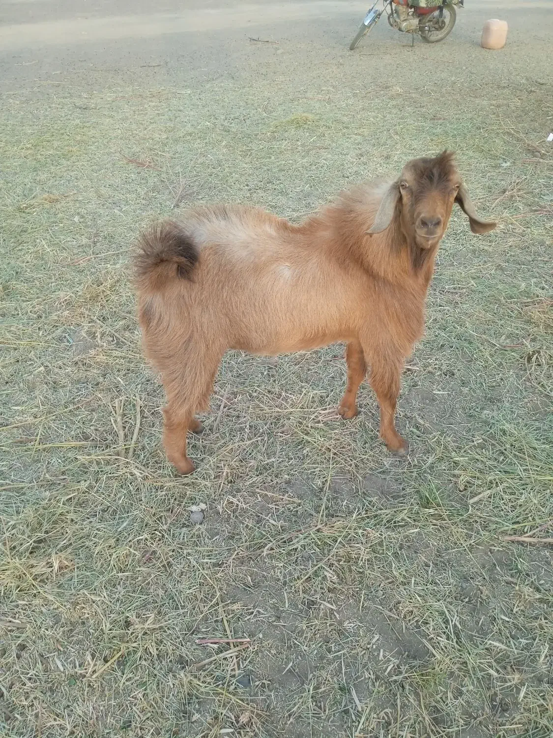 یک پاچن با یک بز فروش است|حیوانات مزرعه|ایرانشهر, |دیوار