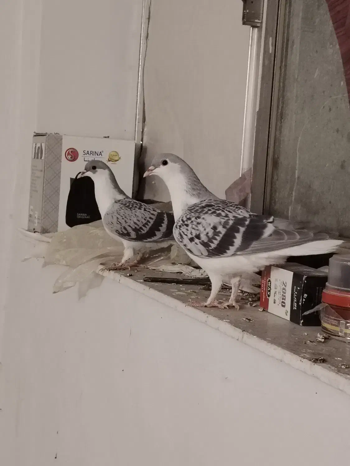 کفتر امری مگسی|پرنده|مشهد, فردوسی|دیوار