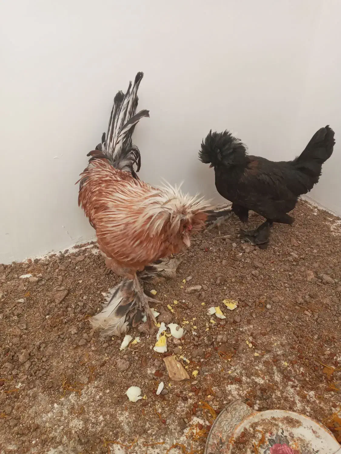 مرغ و خروس سلطان|حیوانات مزرعه|برخوار, |دیوار